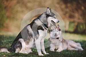 Two siberian huskies sitting in the park