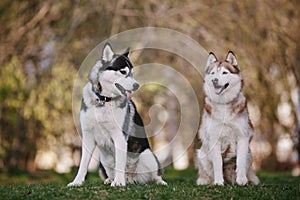 Two siberian Huskies sitting in the park