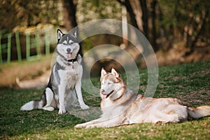 Two siberian Huskies sitting in the park