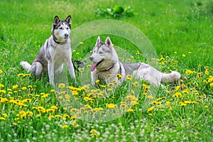 Two Siberian husky and dandelions flowers