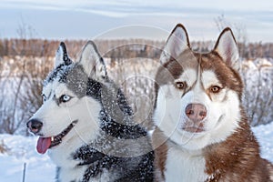 Two Siberian Husky dogs looks around. Husky dogs has black, brown and white coat color. Close up. Winter sunset.