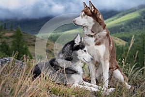 Two Siberian husky dogs on walk in autumn mountains. Dogs look around. Beautiful husky on background of misty wooded mountains