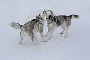 Two siberian husky are playing on white snow in the winter park. Pet animals