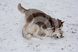 Two siberian husky are playing in the winter park. Pet animals