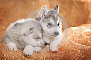 Two siberian husky puppies