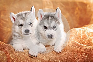 Two siberian husky puppies