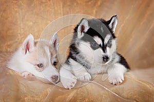 Two siberian husky puppies