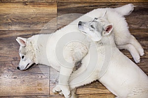 Two Siberian husky puppies at home lying on the floor. lifestyle with dog