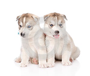 Two Siberian Husky puppies sitting in front. isolated on white