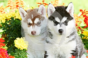 Two Siberian husky puppy dog in flowers