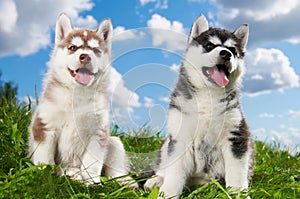 Two Siberian husky puppy dog on grass