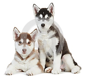 Two Siberian husky puppy isolated