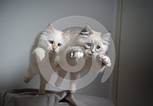 Two siberian kittens jumping simultaneously