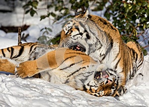 Two siberian tiger, Panthera tigris altaica, male and female cuddling, outdoors in the snow.