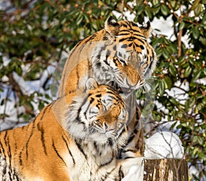 Two siberian tiger, Panthera tigris altaica, male and female cuddling, outdoors in the snow.