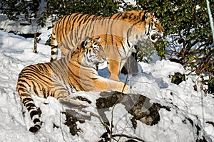 Two siberian tiger, Panthera tigris altaica, male and female resting in the snow in the forest. Zoo.