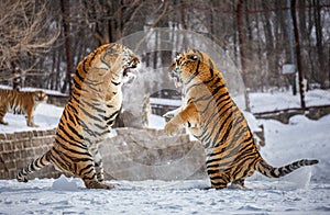Two Siberian tigers are fighting each other in a snowy glade. China. Harbin. Mudanjiang province.