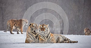 Two Siberian tigers lie next to each other in a snowy glade. China. Harbin. Mudanjiang province. Hengdaohezi park.