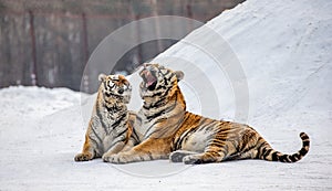 Two Siberian tigers lie next to each other in a snowy glade. China. Harbin. Mudanjiang province. Hengdaohezi park.