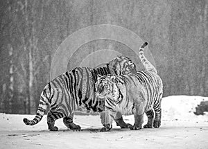 Two Siberian tigers play with each other in a snowy glade. Black and white. China. Harbin. Mudanjiang province. Hengdaohezi park.
