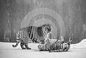 Two Siberian tigers play with each other in a snowy glade. Black and white. China. Harbin. Mudanjiang province. Hengdaohezi park.