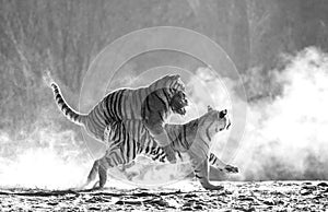 Two Siberian tigers play with each other in a snowy glade. Black and white. China. Harbin. Mudanjiang province. Hengdaohezi park.