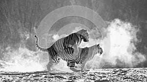 Two Siberian tigers play with each other in a snowy glade. Black and white. China. Harbin. Mudanjiang province. Hengdaohezi park.