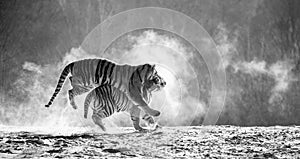 Two Siberian tigers play with each other in a snowy glade. Black and white. China. Harbin. Mudanjiang province. Hengdaohezi park.