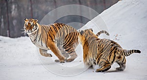 Two Siberian tigers play with each other in a snowy glade. China. Harbin. Mudanjiang province. Hengdaohezi park.