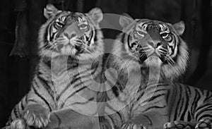 Two Siberian tigers sitting next to eachother photo