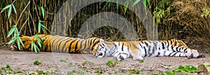 Two siberian tigers sleeping together on the ground, endangered animal specie from Siberia