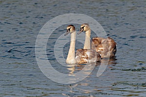 Two, sibling, immature Mute Swans.