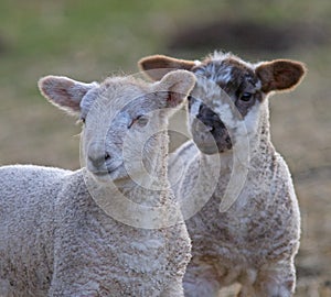 Two sibling lambs