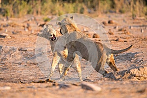 Two sibling lions playing at savuti