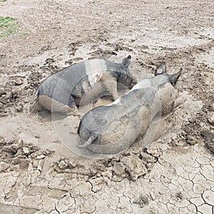 Two sibling pigs playing in the mud