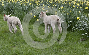 Two sibling lambs in a grassy field with spring yellow dafodils