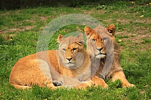 Two sibling sub adult lions resting