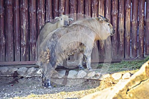 Two Sichuan Takin adults and a small family are cute on the back