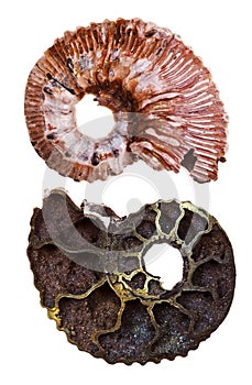 Two sides of mineral fossil ammonite shell