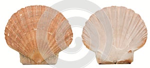 Two sides of a scallop shell