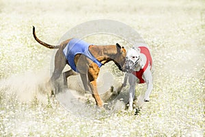 Two Sighthounds on a finish of lure coursing competition