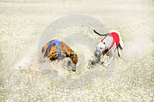 Two Sighthounds on a finish of lure coursing competition