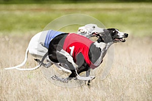 Two Sighthounds lure coursing competition. First flight phase of