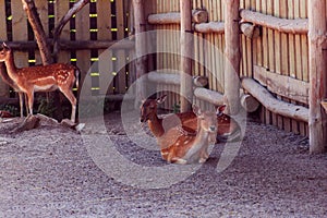 Sika dear in the zoo