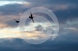 Two Silhouetted Ducks Flying in the Beautiful Sunset Sky