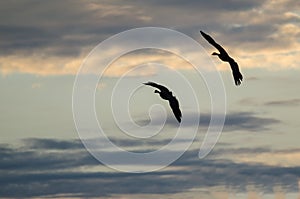 Two Silhouetted Geese Flying in the Beautiful Sunset Sky