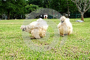 Two silkie chicken looking for them food