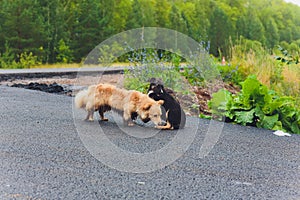 Two silly mutts play fighting on grassy embankment before a pond.
