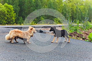 Two silly mutts play fighting on grassy embankment before a pond. photo