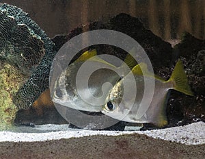 Two silver moony fish in an aquarium